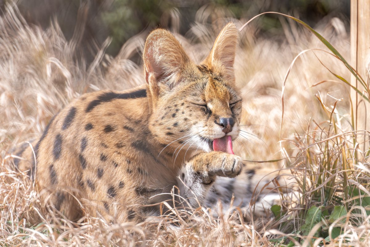 vanity_temple's tweet image. ねこ