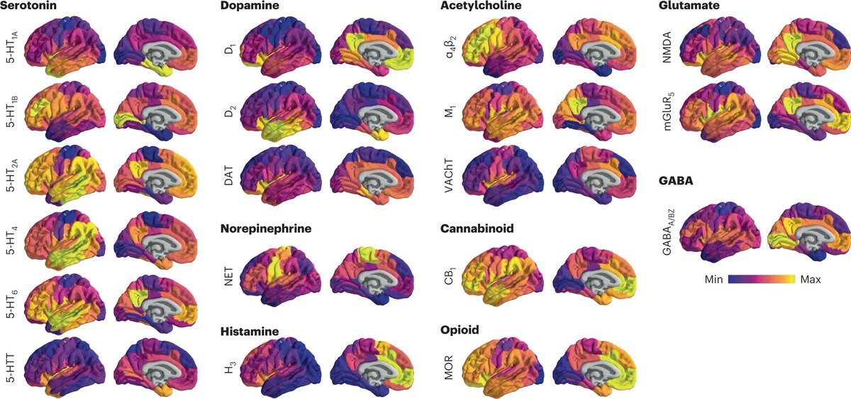 misicbata's tweet photo. 1️⃣ A few years ago we released an in vivo chemoarchitectural atlas of group-average receptor maps (https://t.co/zpjnCsVayw).

What is the inter-individual variability in receptor density, and how does it vary of brain regions? https://t.co/l9H6S8DIg5