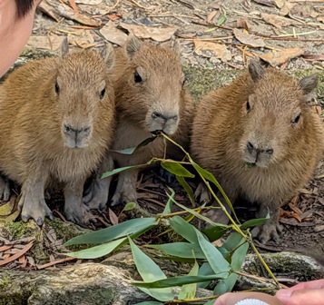カピ様のベジタブルクリスマスツリー開催中にもかかわらず、

お昼寝モードのクリームちゃん！

会場へ出遅れて参加のナデシコちゃん！

お客さんに囲まれてやっぱり遅れて参加のマドカ母ちゃん！

仔カピちゃんは、お客さんからの竹の葉献上に夢中で、結局、参加せず。

(2025.11.30長崎バイオパーク)
