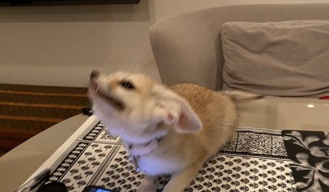 Fennec Every Hour! (@fenneceveryhr) on Twitter photo 