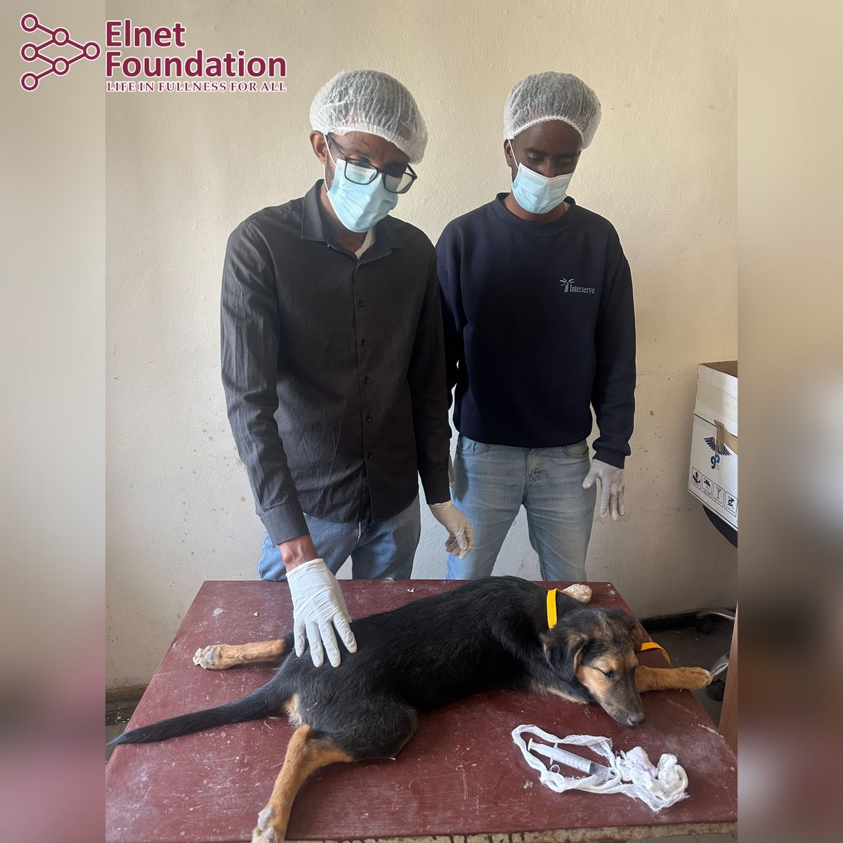 Elnet_F's tweet photo. 🐶 Dog vaccination, spay &amp; neuter campaign conducted in Kirkos in collaboration with Dr. Alem (OHSI) at Kirkos Vet Clinic
Supporting responsible dog population management, animal welfare &amp; community health. 💛🐾
#ElnetFoundation #AnimalWelfare #SpayAndNeuter #CommunityHealth https://t.co/xBlQY9dQsy