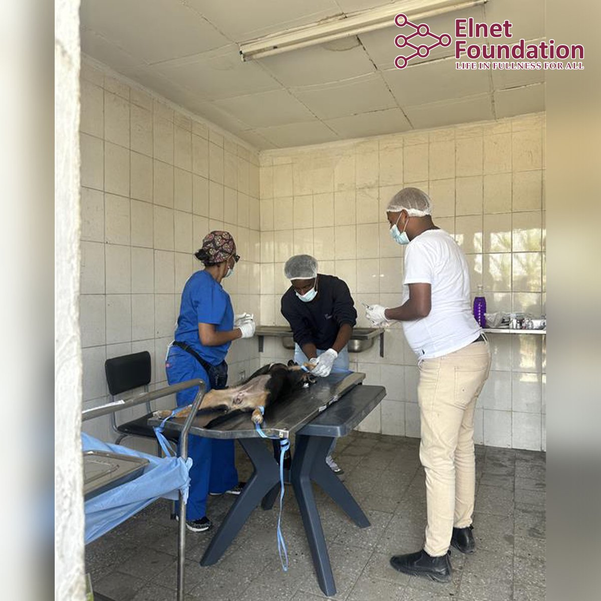 Elnet_F's tweet photo. 🐶 Dog vaccination, spay &amp; neuter campaign conducted in Kirkos in collaboration with Dr. Alem (OHSI) at Kirkos Vet Clinic
Supporting responsible dog population management, animal welfare &amp; community health. 💛🐾
#ElnetFoundation #AnimalWelfare #SpayAndNeuter #CommunityHealth https://t.co/xBlQY9dQsy
