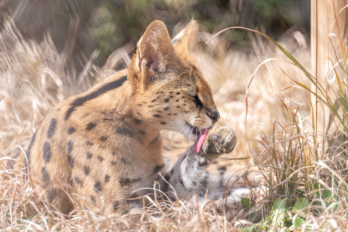 vanity_temple's tweet image. ねこ