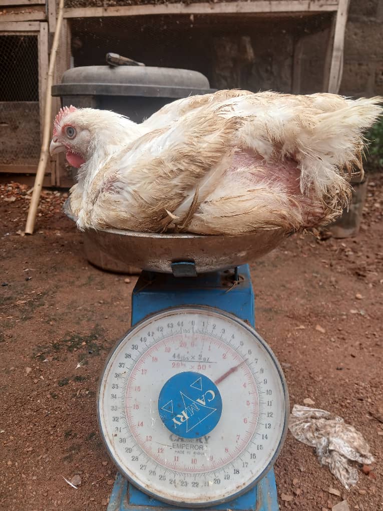 Enugu Chicken Sure Plug tweet media