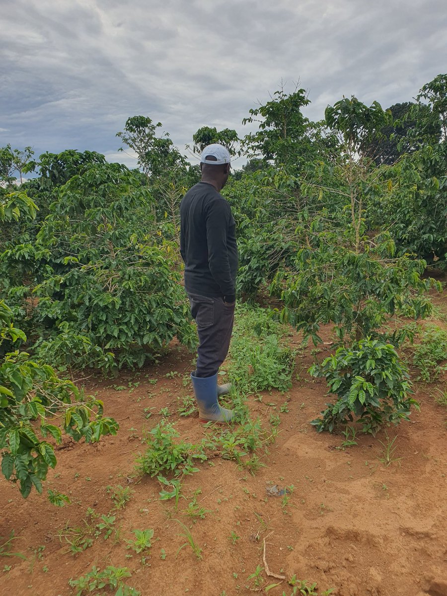MichaelShimwel2's tweet photo. Kahawa – Dhahabu Nyeusi ya Tanzania ☕🇹🇿 

Kahawa ni zaidi ya kinywaji – ni urithi, ajira, na chanzo kikuu cha kipato kwa maelfu ya Watanzania. Kutoka mashamba ya Mbeya, Kilimanjaro, Arusha hadi Ruvuma, wakulima wanachangia uchumi wa taifa kupitia zao lenye thamani kubwa duniani. https://t.co/qHO6OsSfVv