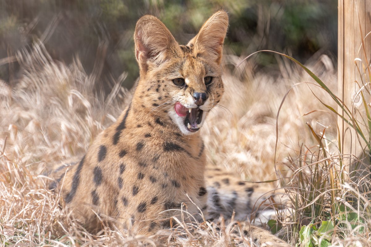 vanity_temple's tweet image. ねこ