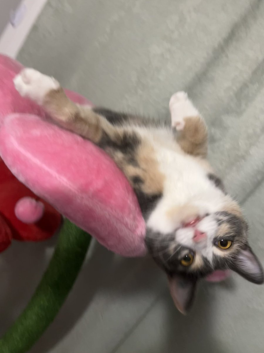 oreoeocat's tweet image. 