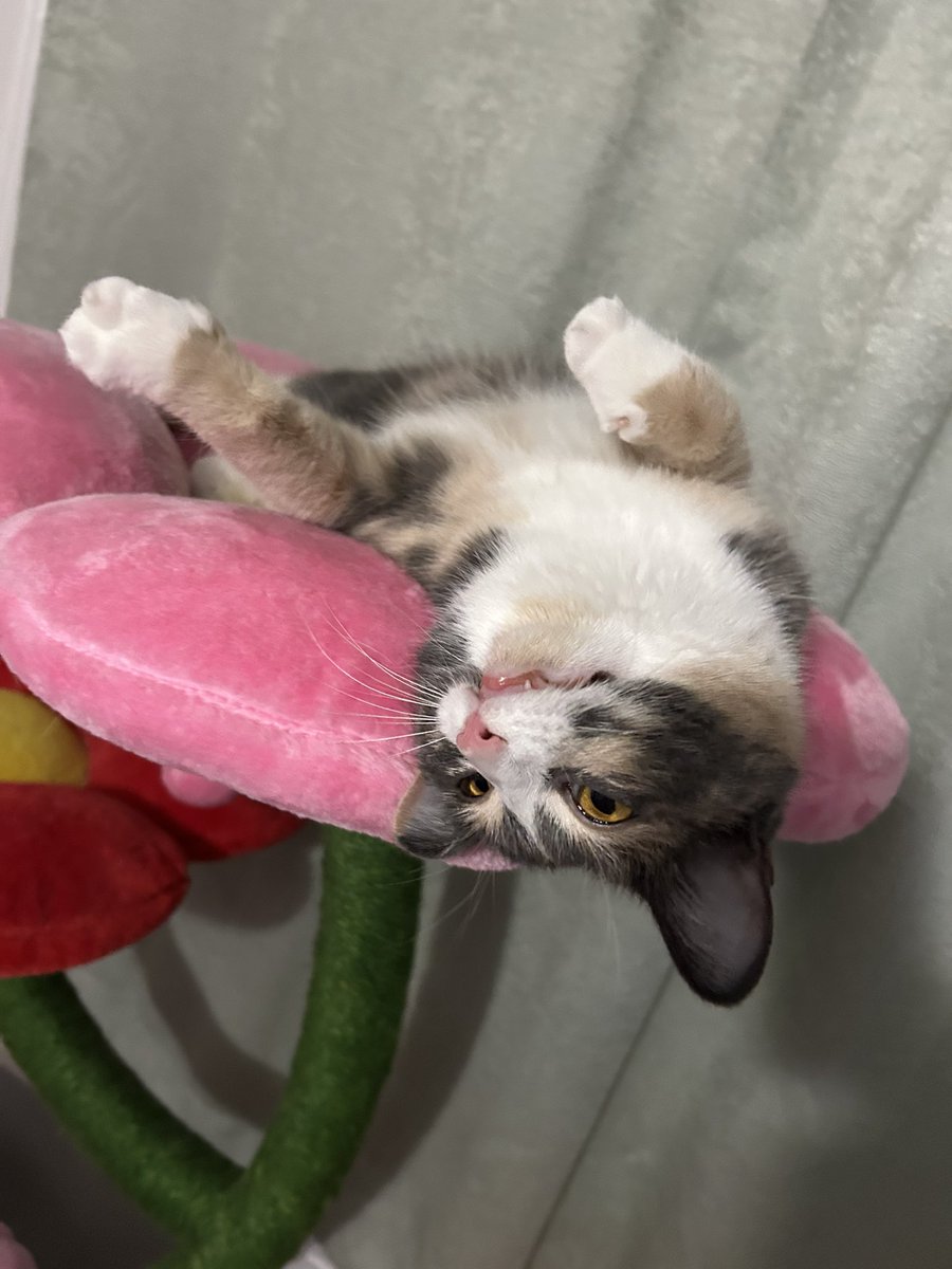 oreoeocat's tweet image. 