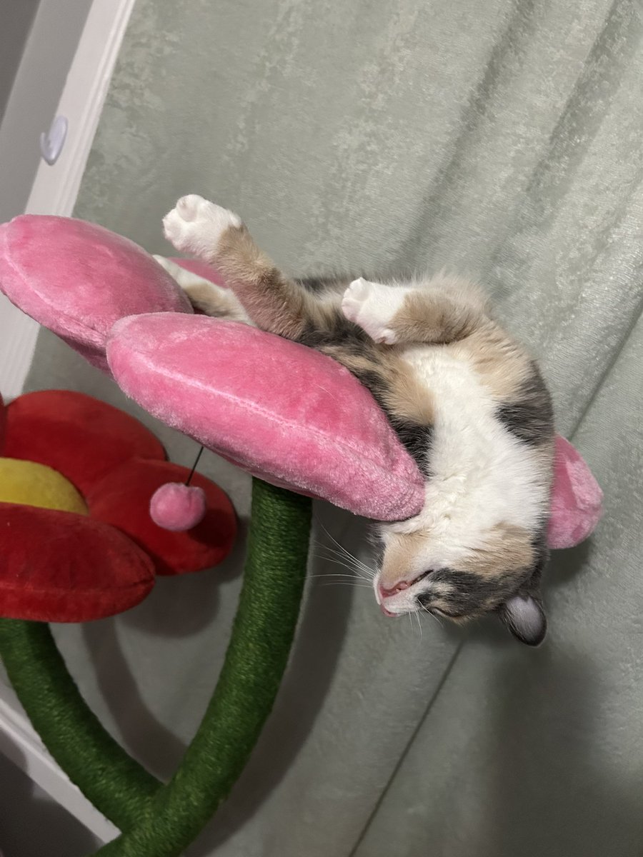 oreoeocat's tweet image. 