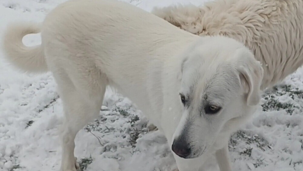 Appel à l'aide pour retrouver la chienne Aika qui s'est enfuie à Digne-les-Bains
👉 l.laprovence.com/XfcO