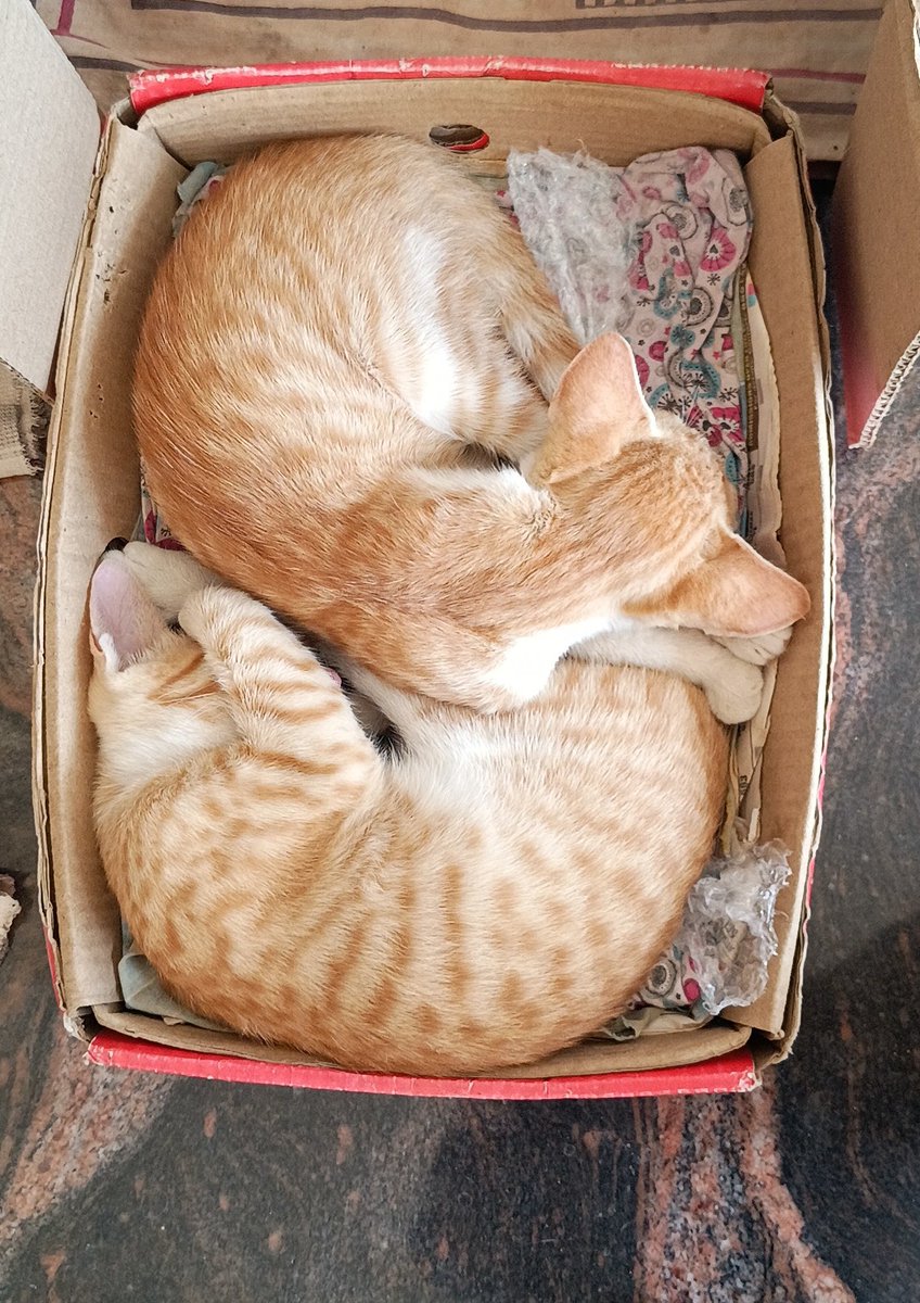 _sudo_core's tweet image. Awwwwwwww meooww meowww