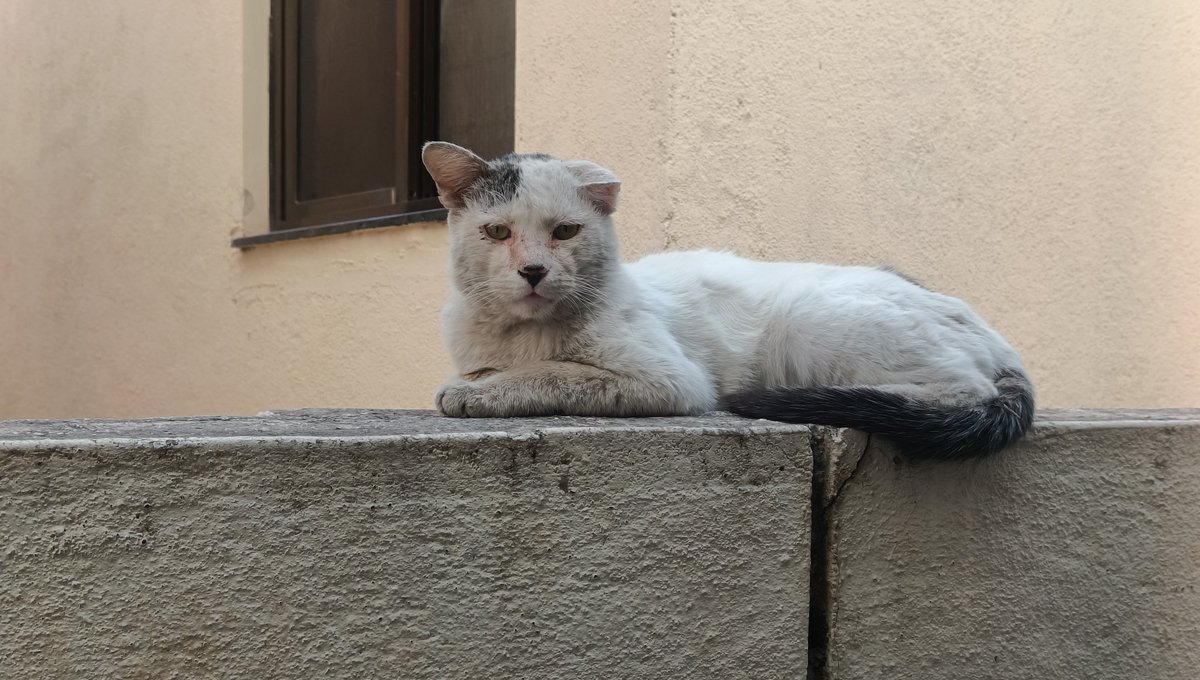 _sudo_core's tweet image. Awwwwwwww meooww meowww