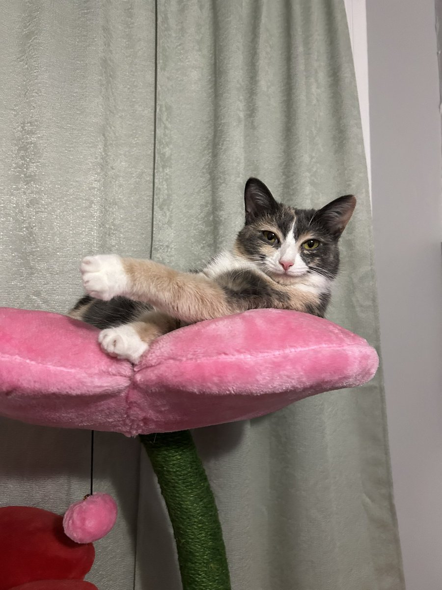 oreoeocat's tweet image. 