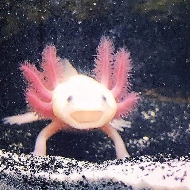 sumichaage's tweet photo. creature coupsie https://t.co/dmgPE8YXXX