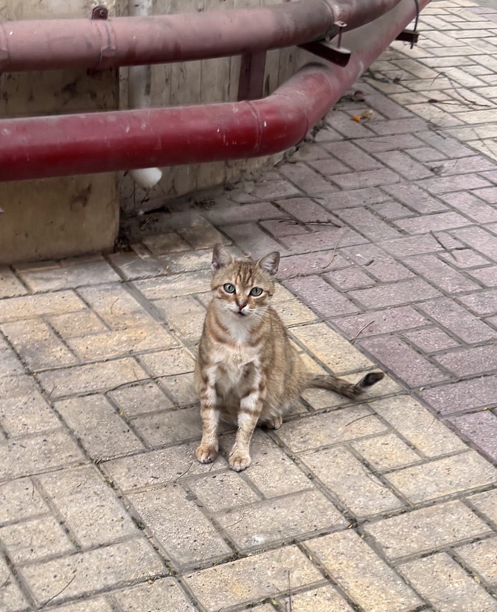 Layl_077's tweet image. كان بيعاكس الناس ،حلاوته مقوية قلبه