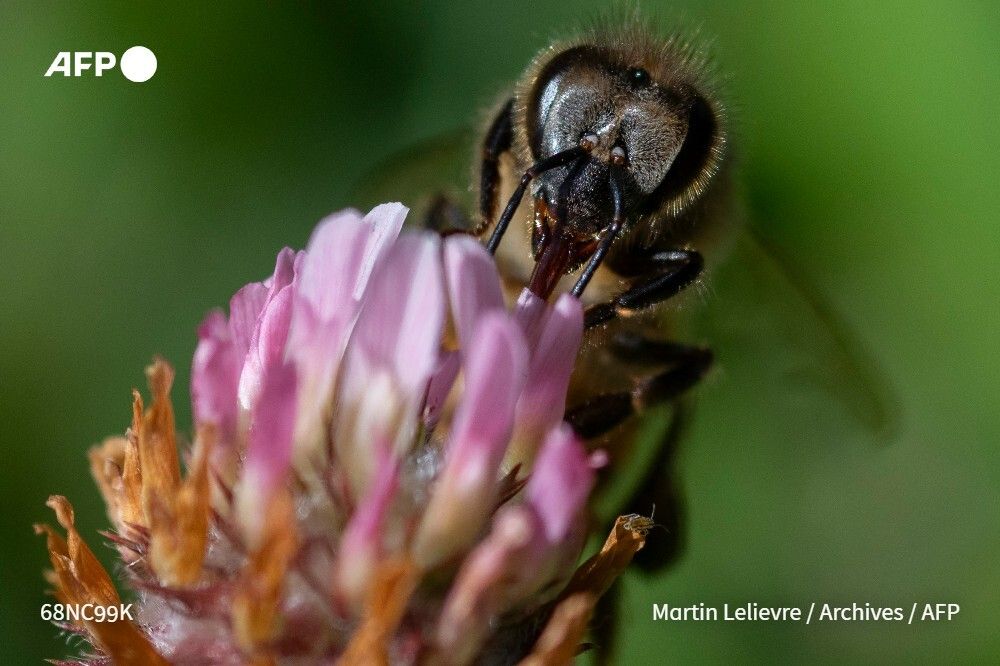 🐝 Les agences sanitaires auraient "démontré" l'innocuité de l'acétamipride pour l'environnement et l'être humain, comme le dit le sénateur Laurent Duplomb ?

⚠️ C'est un raccourci trompeur : les données scientifiques montrent une toxicité pour certaines espèces animales 1/2 ⤵️