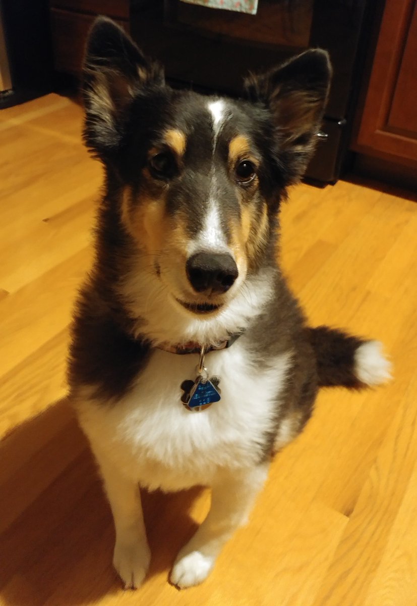 Winnie & Grover T. Dog 🐶❤️💫🌈 tweet media