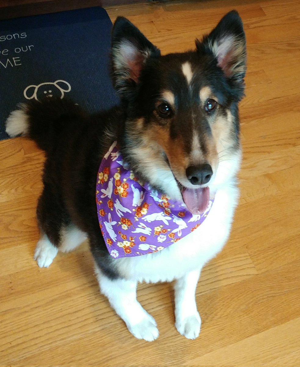 Winnie & Grover T. Dog 🐶❤️💫🌈 tweet media