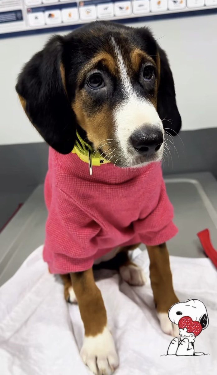 YUVA 🚨🚨🚨🚨
Samanlıkta donmak üzereyken kurtulan bebişlerden Mochi kaldı.
Tüm kardeşleri yuvalarını buldu lütfen birlikte bu canıda kurtaralım,
Prenses ve rengarenk Mochi isteyen eş dost akrabamız illa vardır🙏
İletişim <a href="/Badiko_/">Badiko</a>