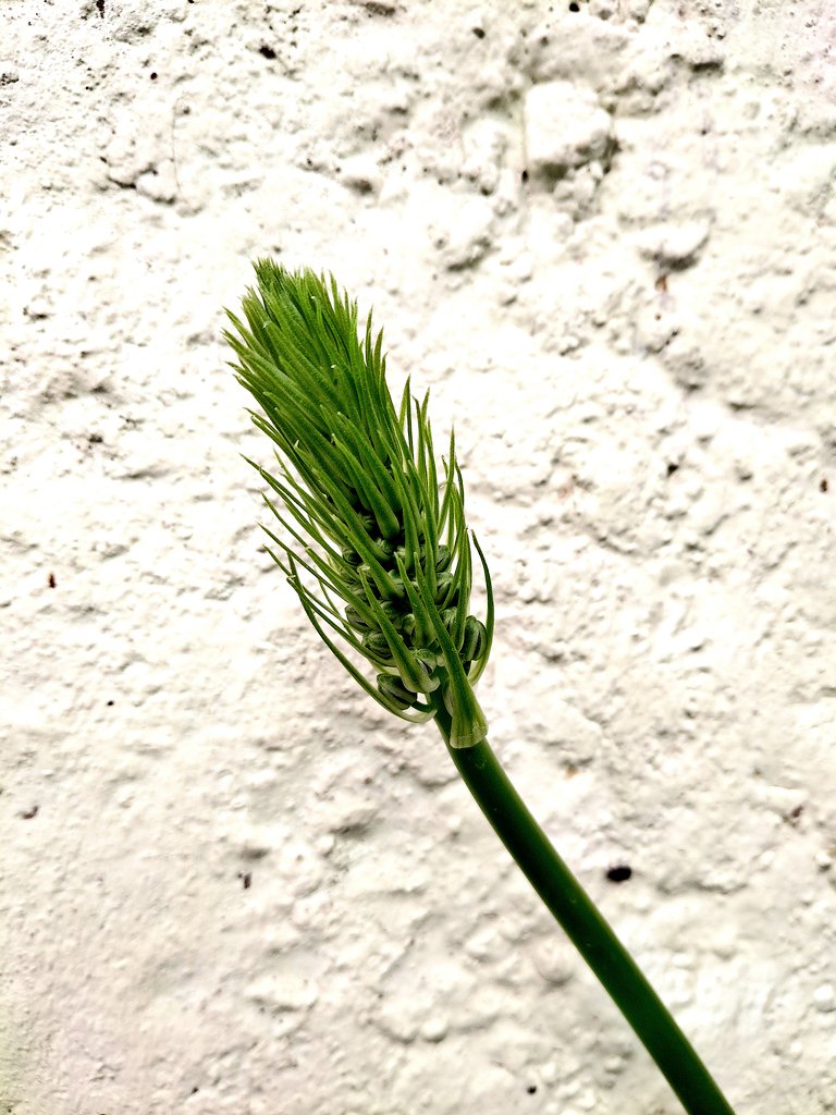 ACru_zi's tweet photo. Quién sabe cómo se llama?
Apareció dentro del Papiro Egipcio y es enorme. Cada hoja mide más de 1 metro de largo 😬...
#megaplanta https://t.co/MbnI9V7cWc