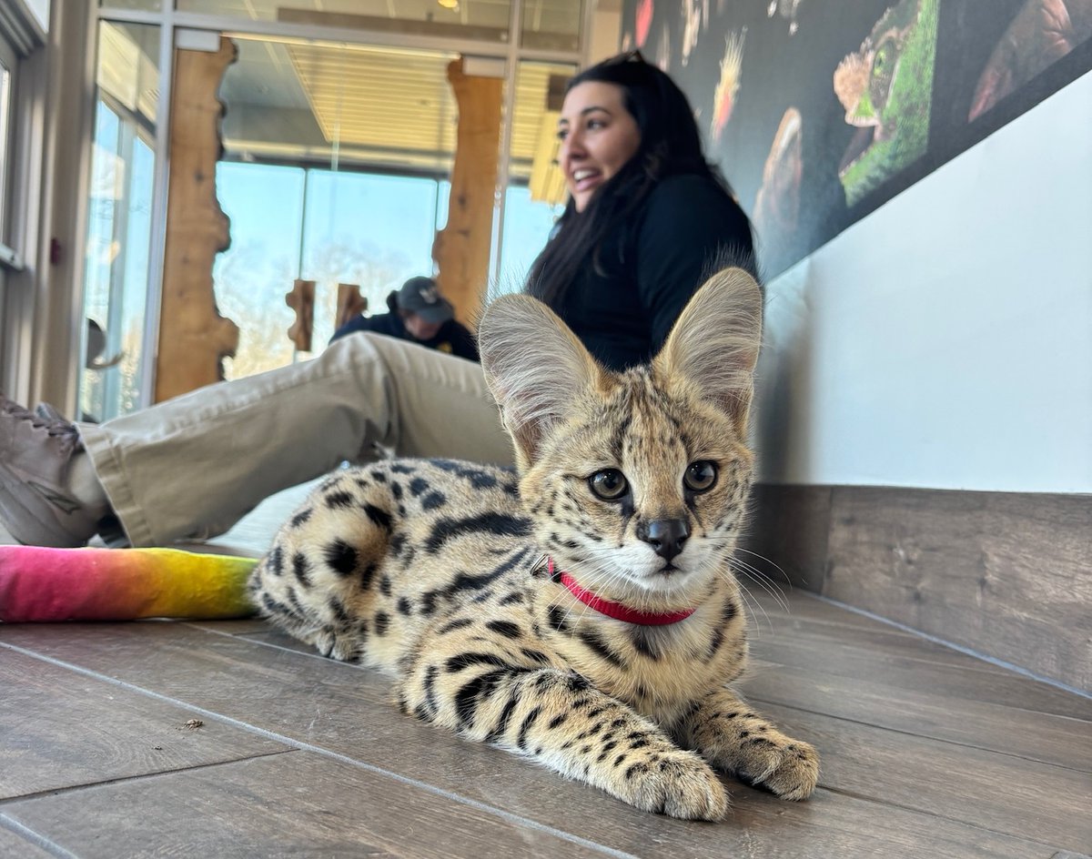The Cincinnati Zoo welcomed its newest baby recently! Meet Teddy, a serval kitten 🥰😊 fox19.com/2026/02/13/cin…