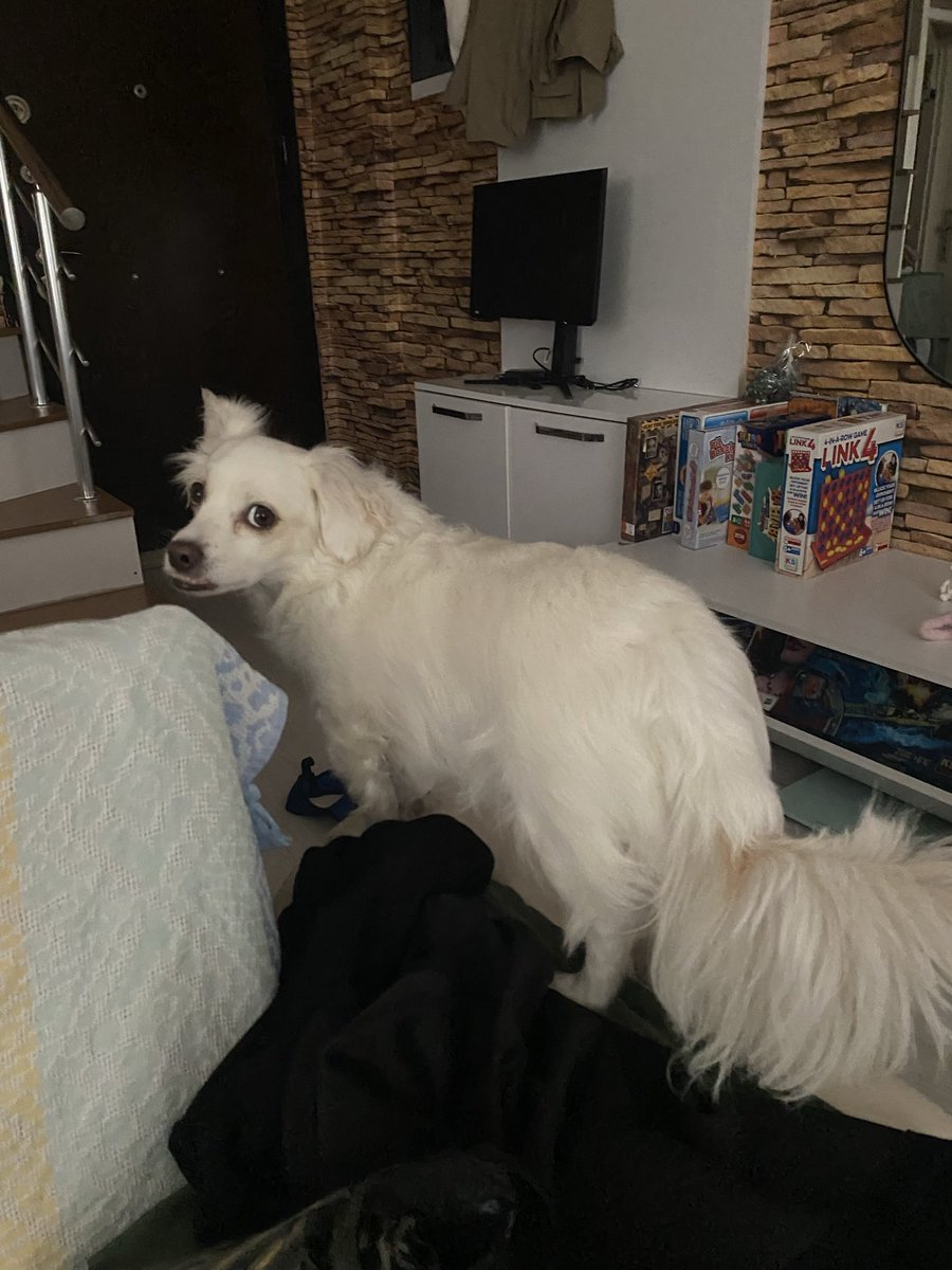 idolümsün küçük it ye iç s*ç ve yat