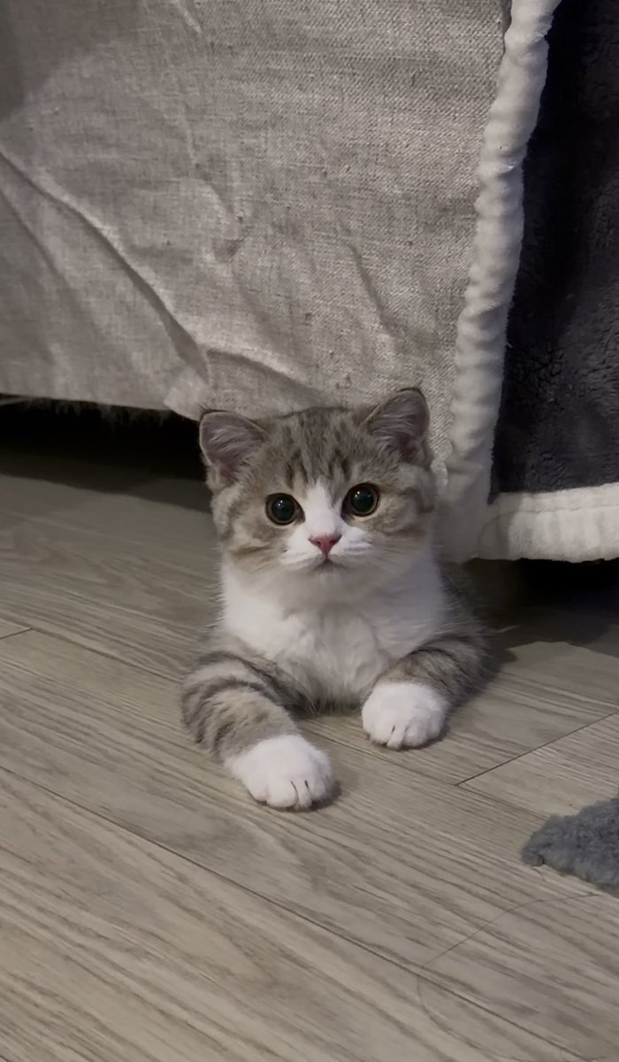 ฝากเนื้อฝากตัวนะคะ หนูชื่อฮานะ(HANA) นะค้าา🐱🌸