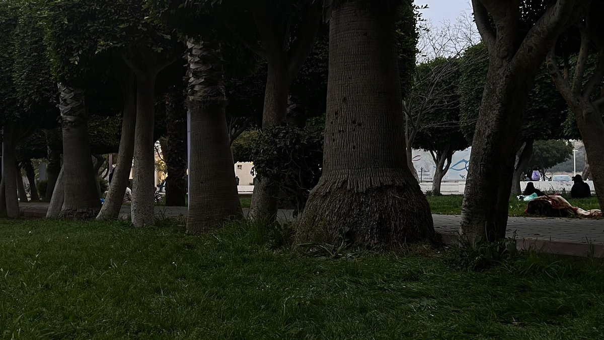 AliceTheshell's tweet image. 