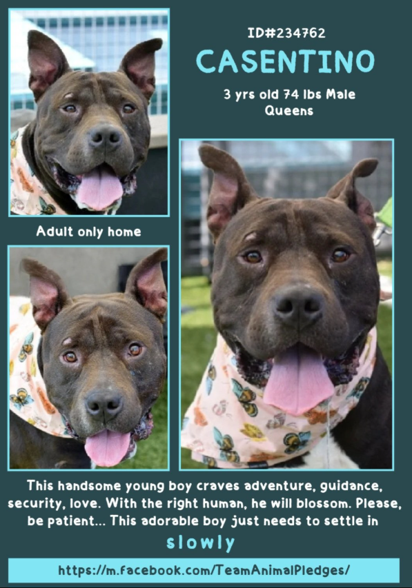 NMBewitched's tweet image. #ValentinesDay 
#DogoftheDay 
#AdoptionisaPassion 

Casentino💘
nycacc.app/#/browse/234762  
#AdoptMe 

Hard to imagine when he arrived at #QACC he was underweight, stressed &amp;amp; shy 
Our BIGLOVE has blossomed 
Just needed time to find his groove💝

He loves baby talk &amp;amp; treats 
He has