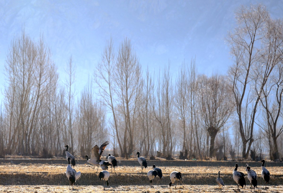 Lhasa City Qushui County wintering black-necked cranes