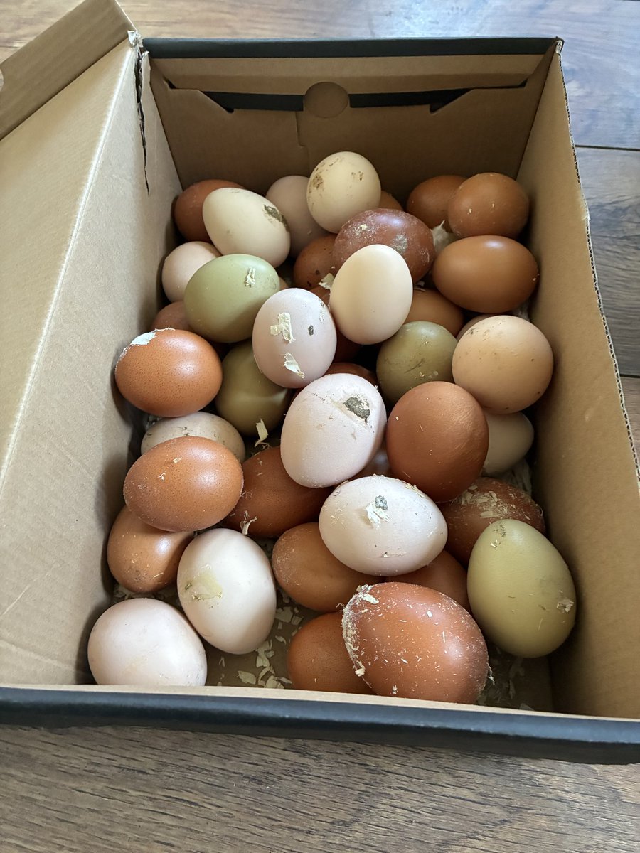 Fresh free range hen eggs 😎