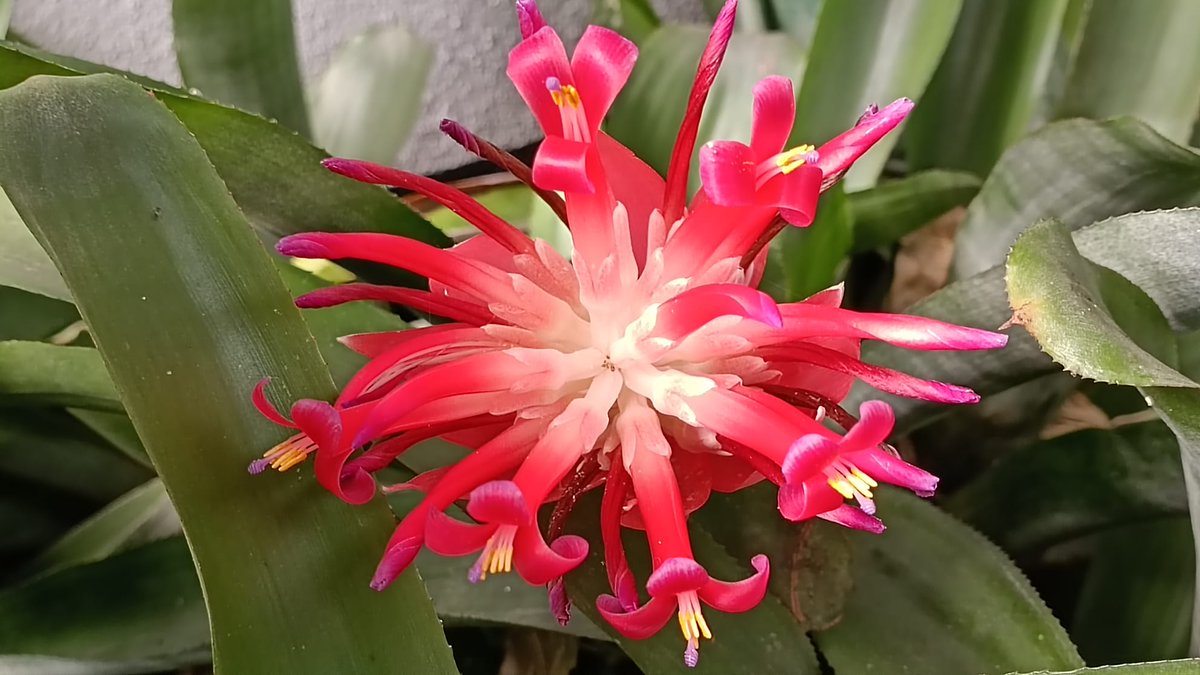 orchidarium_'s tweet photo. Las floraciones que nos han robado el corazón ♥️ Etlingera elatior, Neoregelia sp., Billbergia pyramidalis y Clerodendron speciosum  

#Orquidario #Estepona #orquídeas #orchids #VisitaElOrquidariodeEstepona https://t.co/6J5AMnY7Ox