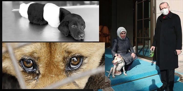 TROL BASKISI OLMADAN Sn.Cumhurbasanı ve eşi kullıye bahcesınde kulübe ve sahıplendıkleri canları paylaşmışlardı 2021 Facebook anımsattı

#cumhurbaşkanierdoğan 
#emineerdogan