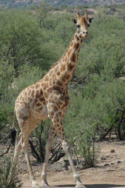 REINO ANIMAL. Lunes a Domingo, justo a la medianoche.
El programa muestra diferentes especies en sus hábitats naturales y destaca las cualidades biológicas de los animales a través de impactantes imágenes