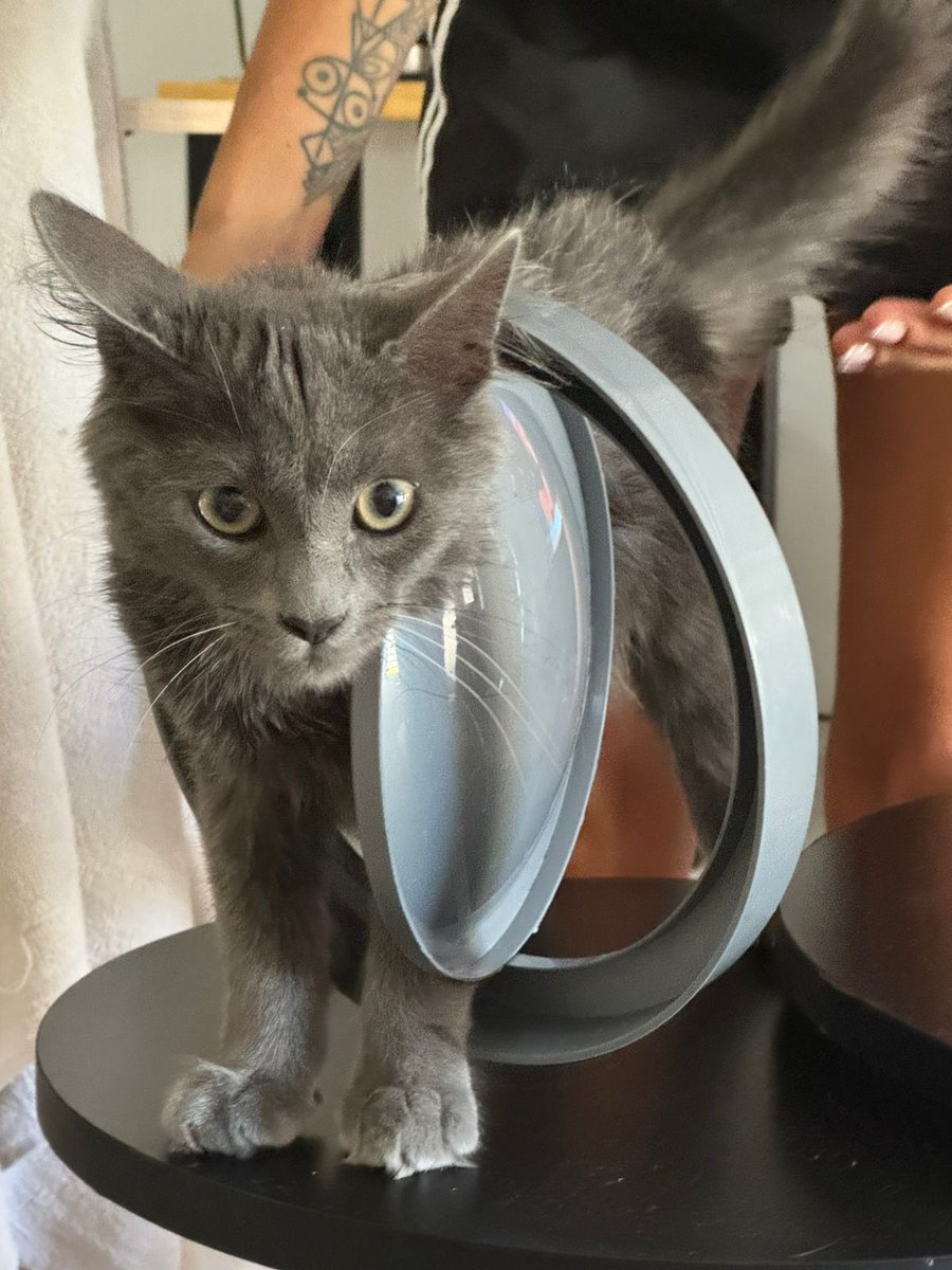 Me comentan que se está portando un poco mal, yo solo veo una tapa acatando a pulga