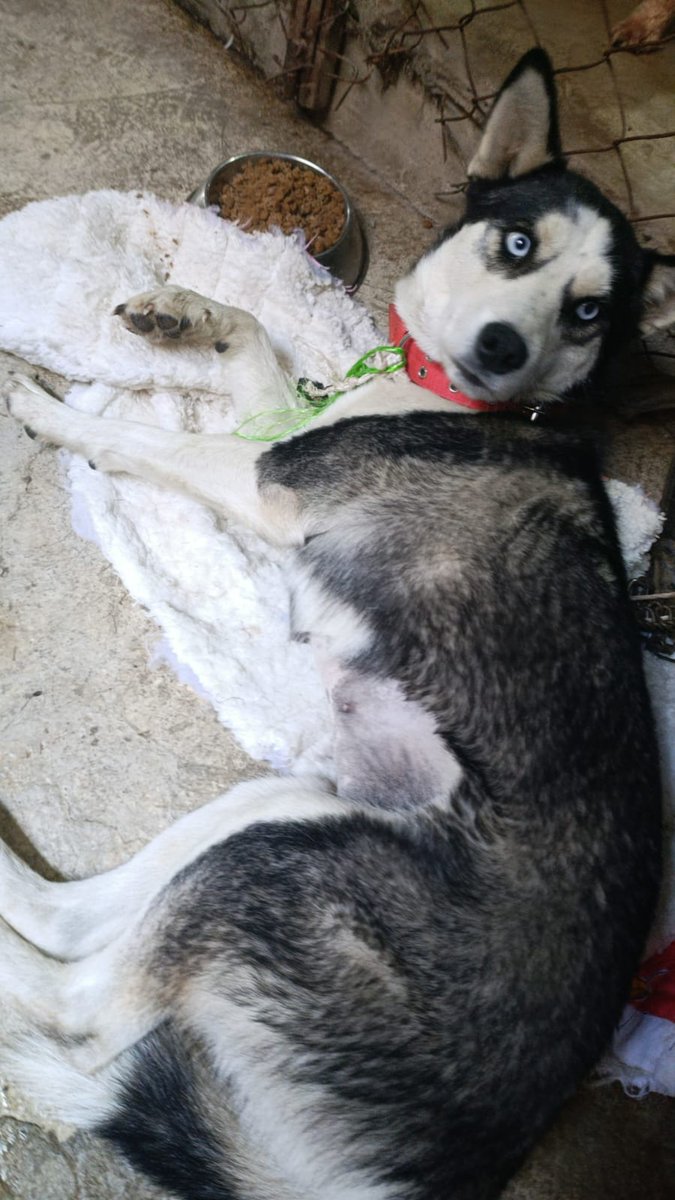 VIBRAmascotas's tweet image. Amigos urge un hogar temporal o definitivo para esta nena , tiene entre 1 y 2 años 
Ya está esterilizada 
Es amigable con otros perros 
Si no puedes adoptar #comparte 
Wats 5548724347
#CDMX
