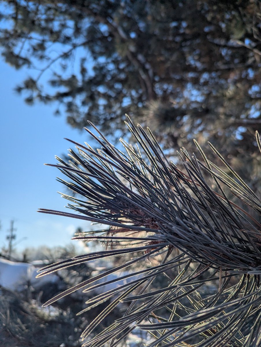 Christine Kuepfer tweet media