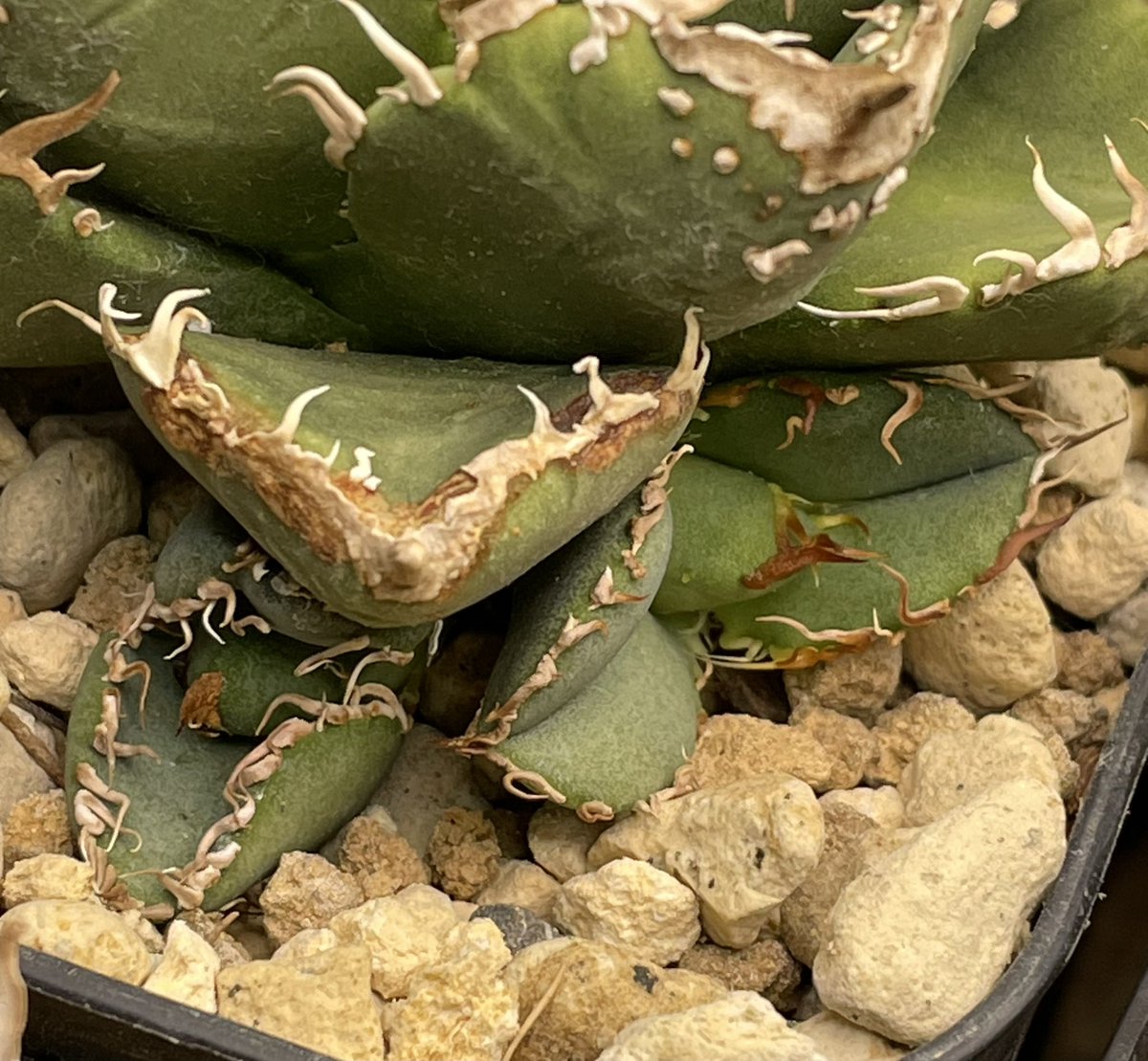 Agave titanota 真麻花龍 台湾lize親株由来 子株 モイチ様タグ個体から
