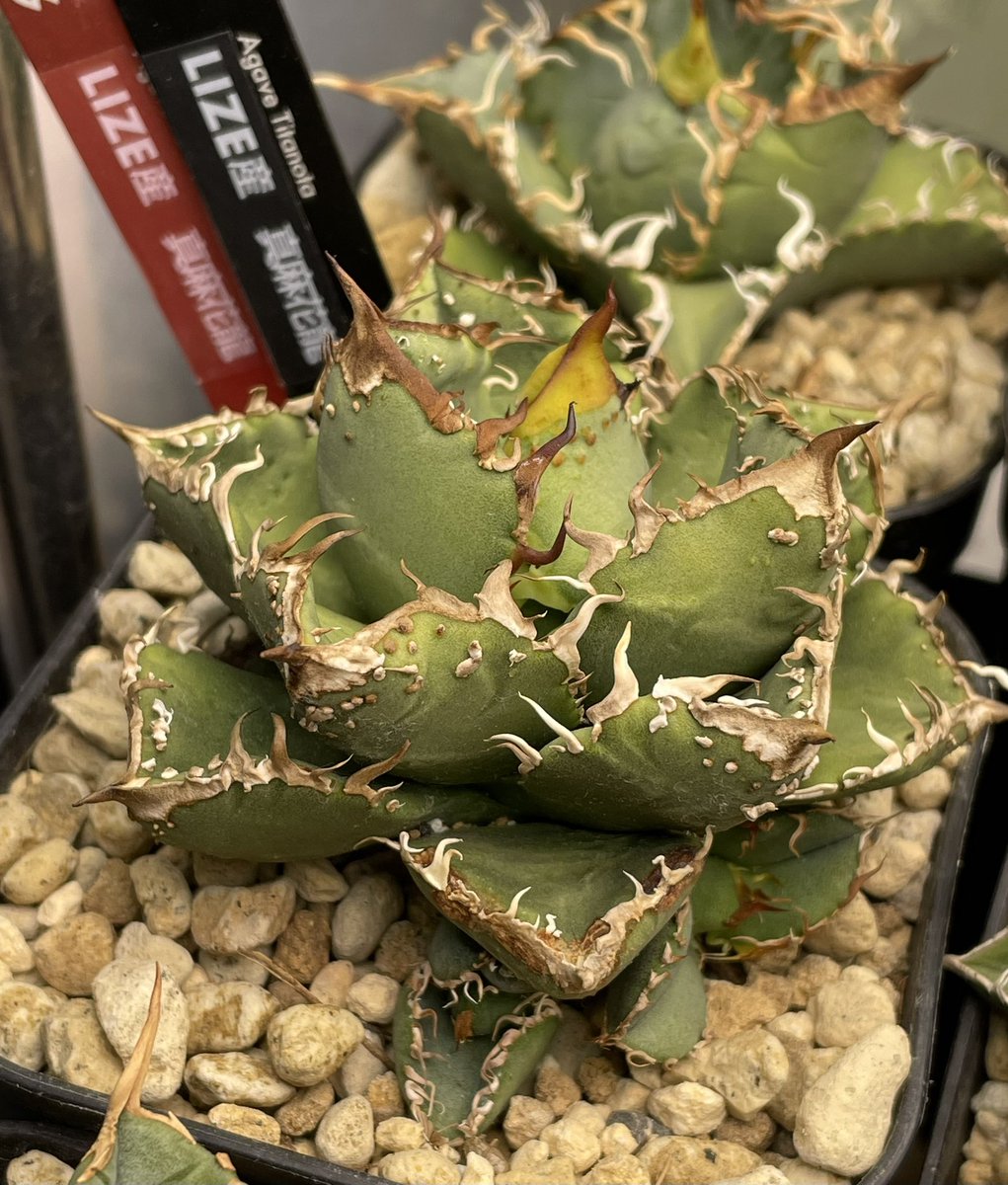 Agave titanota 真麻花龍 台湾lize親株由来 子株 モイチ様タグ個体から
