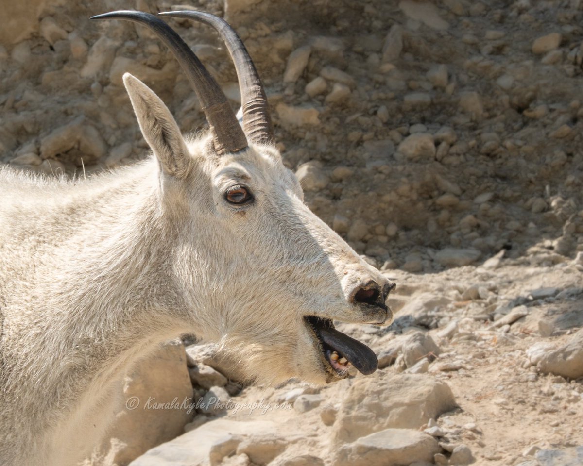 KamalaKyle's tweet photo. We wish Mountain Goat screamed like domestic goats - it would certainly make for more entertaining hikes and make them much easier to locate from a distance!
#MountainGoat #MountainGoats #ScreamingGoat #RockyMountainGoat #BillyGoat #HikeAlberta #HikeBanff #HikeLakeLouise https://t.co/H6ggKgCLnG