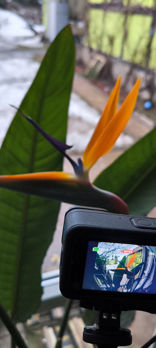 Alles könnte ja so einfach sein.... Laut Google öffnet sich die Blüte am tag..... Bei mir...  Och nö ich mach das nachts.... Alle gegen mich heute...  Fehlt nur noch das der bach guten Tag sagt wenn er überläuft 🫣