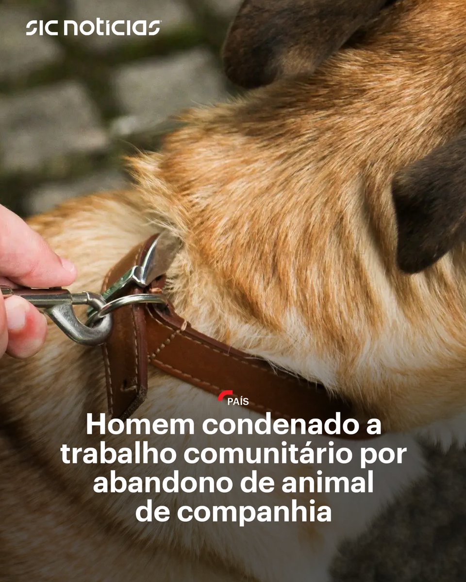 SICNoticias's tweet image. Pena de 130 horas de trabalho a favor da comunidade foi aplicada a homem de 41 anos que abandonou animal de companhia numa barragem do concelho da Guarda.

Saiba mais em: bit.ly/4aAXg5v

#animais #cao #abandono #dog #justica #portugal #news #sicnoticias