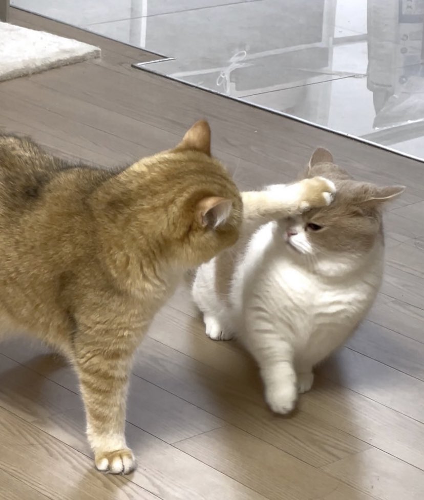 : สิทธิ์ล้มจาร
: ศิษย์