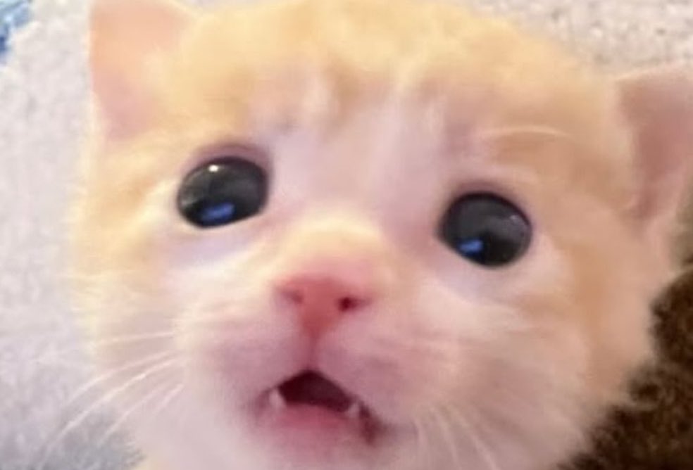 merlyismary's tweet image. 