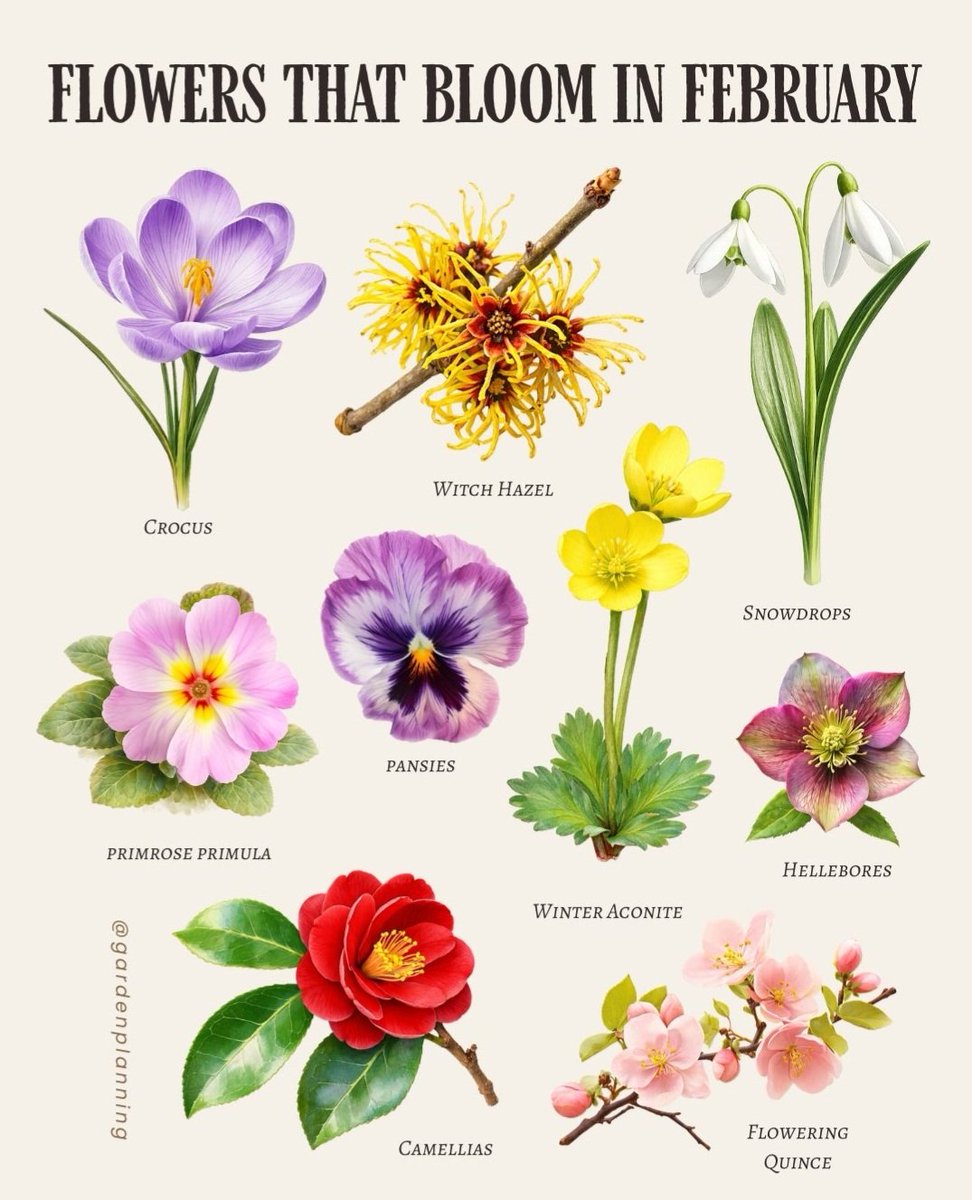 Синезелёные водоросли tweet media