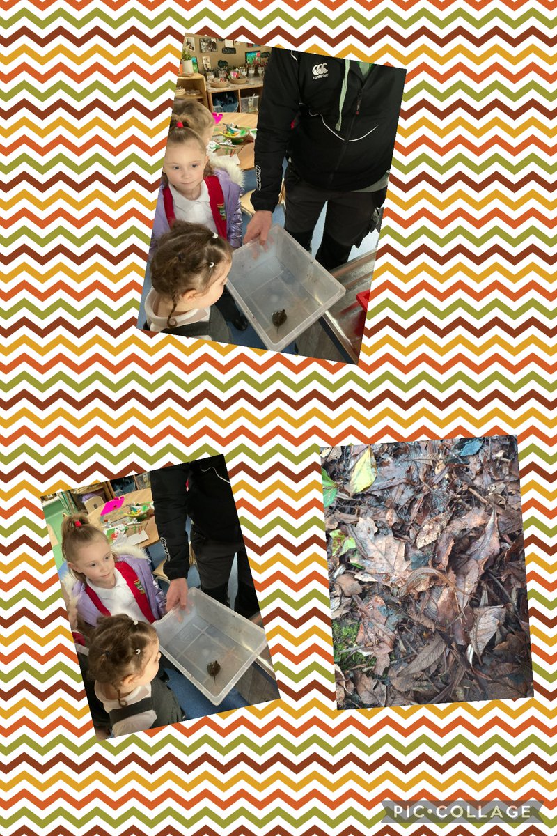 misssgilbey95's tweet photo. @MrTitchener and some children found Nelly the newt up by the top gate. Dosbarth un wanted Nelly to go back to its natural habitat 🍂 Da iawn Dosbarth Un! We took it down to Forest School to protect it as it’s an endangered species @MrsCLewis95 @Miss_Mitchell20 @garntegprimary https://t.co/mNQ1C1HsXR
