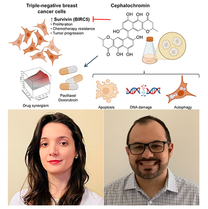camarotedacpi's tweet photo. 🧪 DESCOBERTA BRASILEIRA CONTRA O CÂNCER

Pesquisadores do Instituto de Ciências Biomédicas da USP identificaram potencial anticâncer na cefalocromina, substância isolada de fungos do gênero Alternaria sp.. O estudo foi publicado na revista científica Journal of Natural Products. https://t.co/EXEqQBq8F6