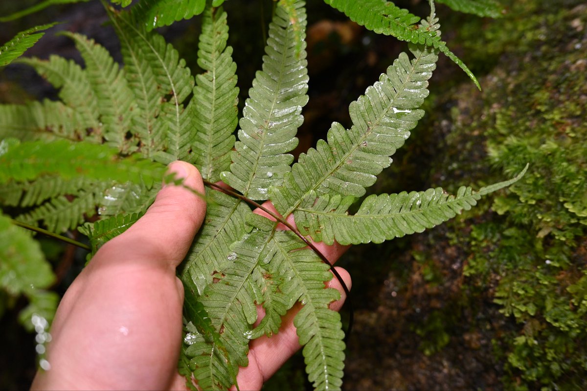 Toadrium's tweet image. ニシノコハチジョウシダ