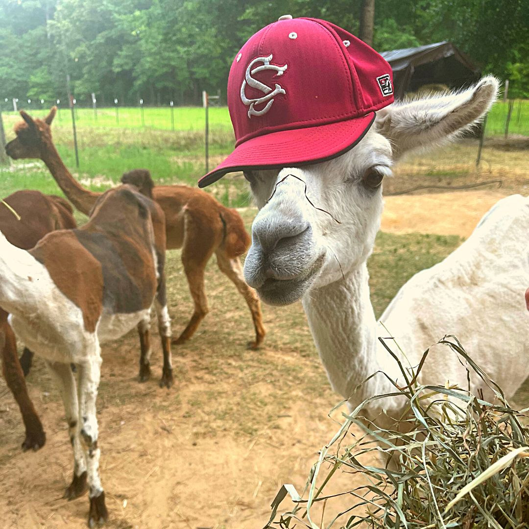 It is one of my favorite days, opening day of South Carolina baseball season! If you come to the farm during baseball season, you will hear the radio blasting the play-by-play with <a href="/DScottGamecocks/">Derek Scott</a> and <a href="/stuart_lake/">Stuart Lake</a>. I start off every season knowing we are going to Omaha!