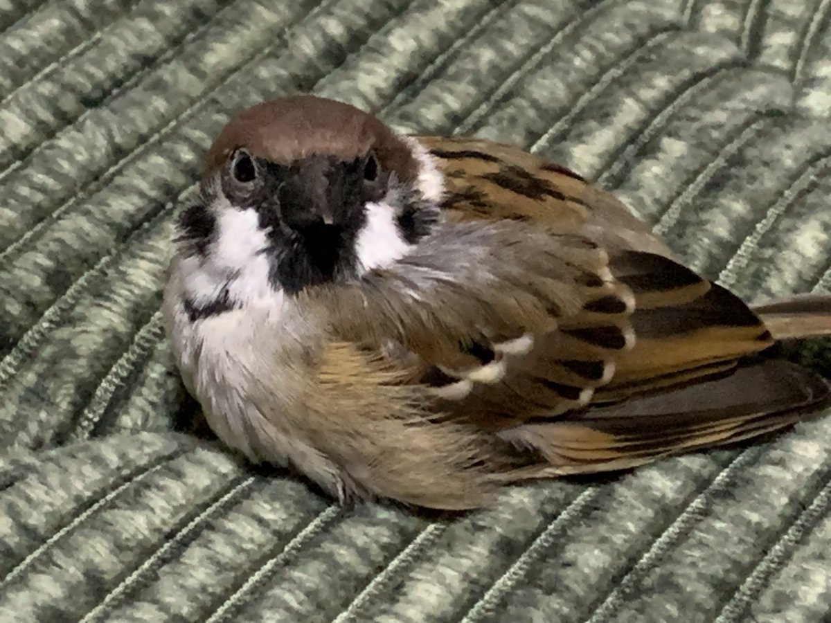 ぺっぺはずっとそばで寄り添って寝ててくれて
この子がいてくれてほんとうによかった

心細いなか
なーに？って見上げてくれるだけで心がホッとするぞ